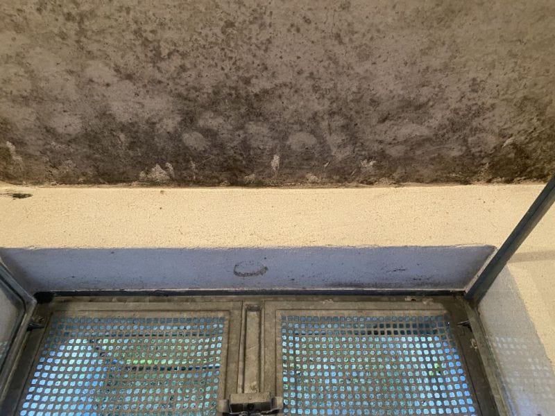 Schimmelsanierung – Schimmel an Kellerwand
